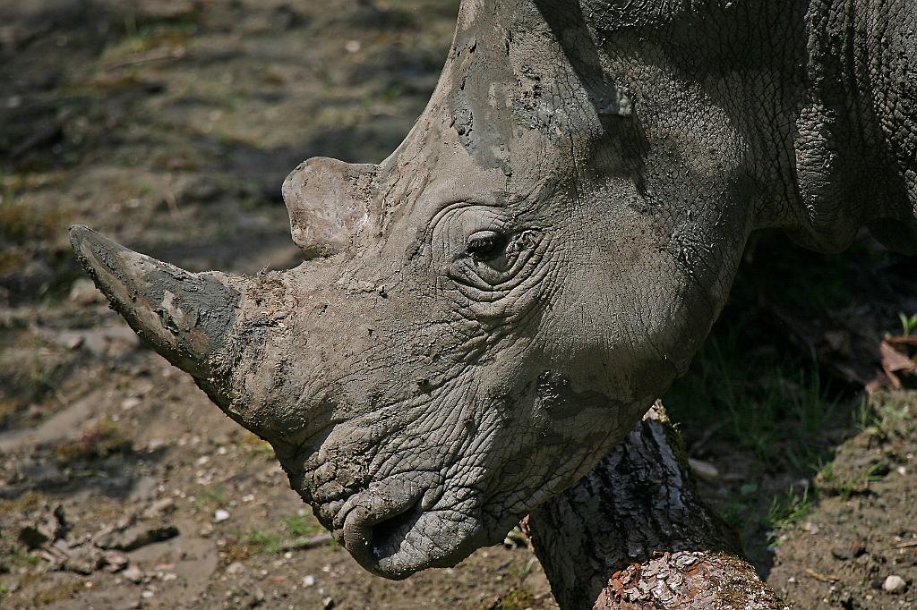 Zoo Schmiding 036.jpg